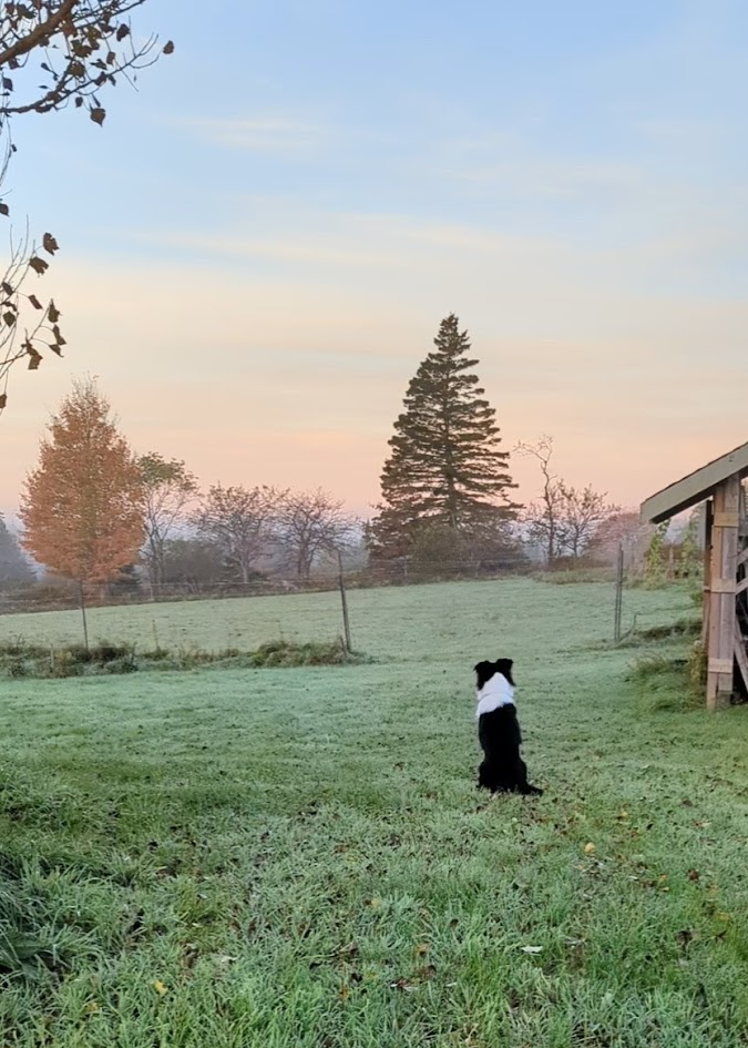 Dax watching the sunrise over a frosty field at Overhill Acres Farm